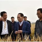 Yuan Longping, pai do arroz híbrido, visita um projeto de arroz hibrido