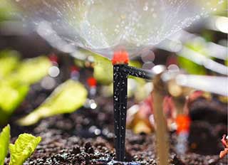 irrigação das plantas do canteiro